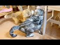ちゃーぼーを叱るあいちゃんと怒られてるちゃーぼーを守ろうとする茶々パパが...