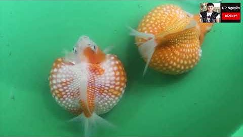 Cá Ping Pong - Cá Vàng Ngọc Trai (Pearlscale Goldfish)