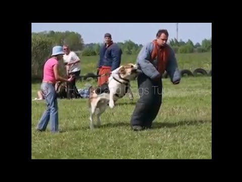 alabai-cao-dog-training-/-aziat-central-asian-ovcharka-training-methods