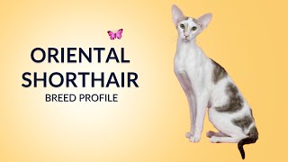 Oriental Shorthair Cat Breed Profile History - Price - Traits - Grooming Needs - Lifespan