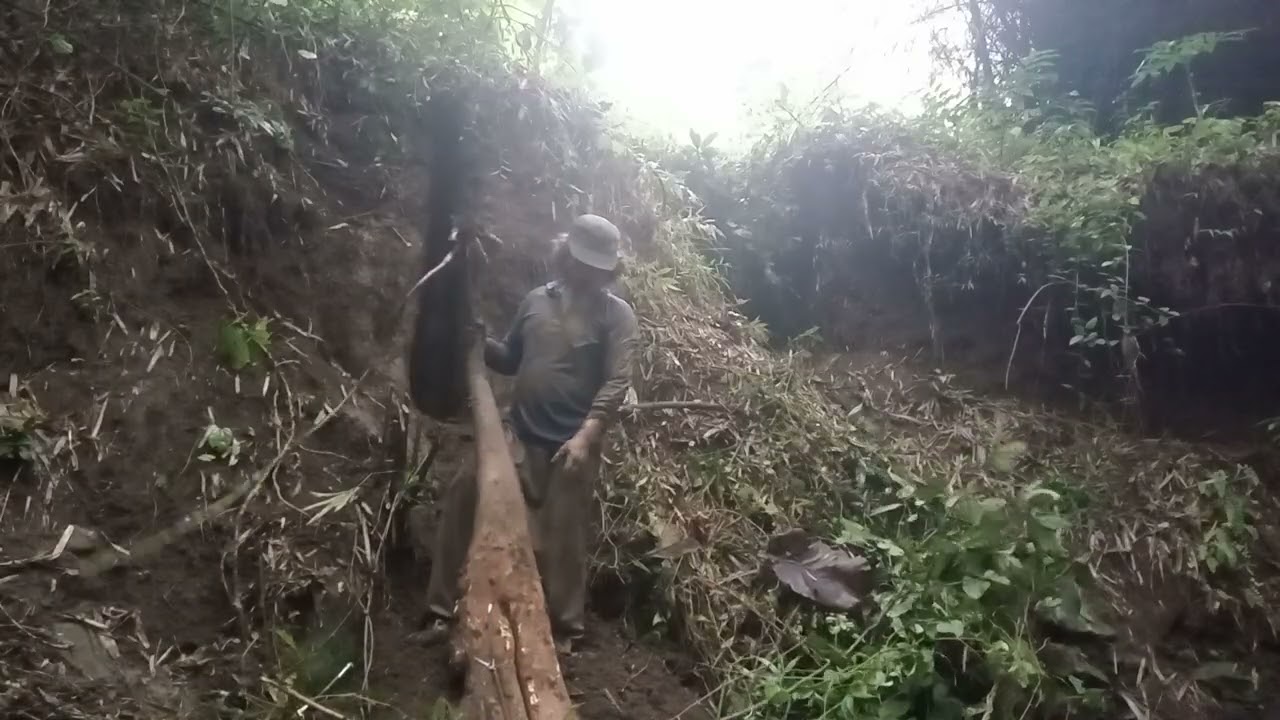 MBAH JENGGOT MENDAPAT UMBI ULAR YANG DI SEBUT JUGA UMBI UWI