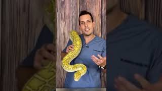 Que come esta enorme serpiente ? #shorts #video #animales #youtube #viral #fyp #fypシ #videoshort #fy