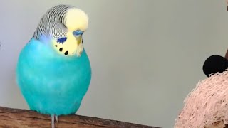 : Budgie talking and singing to his flock