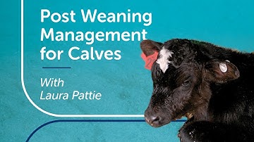 Post Weaning Management for Calves | PGG Wrightson Tech Tips