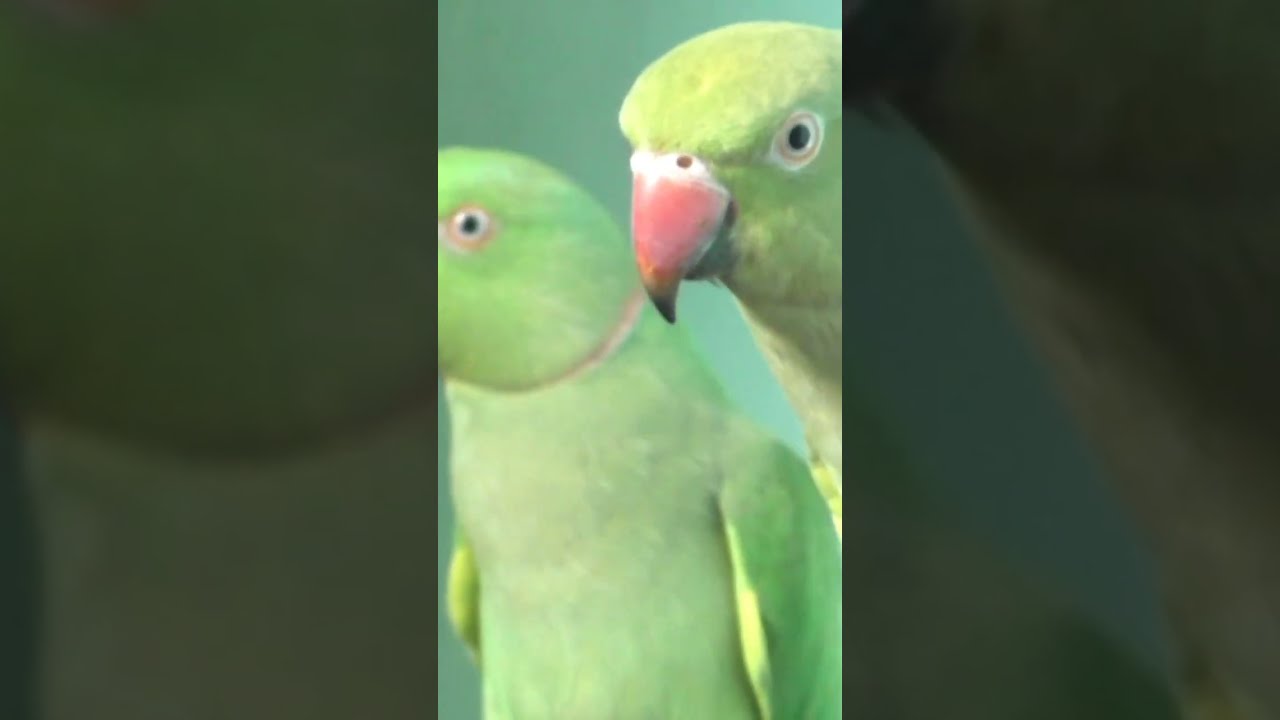 Parrot Brothers Adorably Talk To Each Other 
