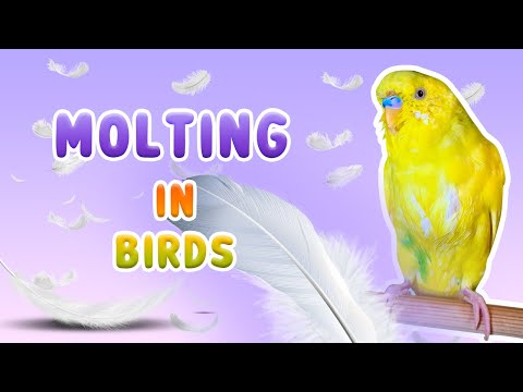 Wideo: Lovebird Molting: Symptomy and Care