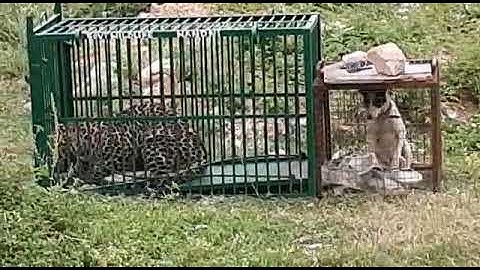 Snow Leopard Caught at Katra Vaishno Devi.