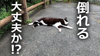 【大丈夫か⁉】山奥に倒れている野良猫たちがいた近づいてみた結果…