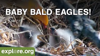 These Adorable Baby Eagles Are EVERYTHING We Need Right Now.