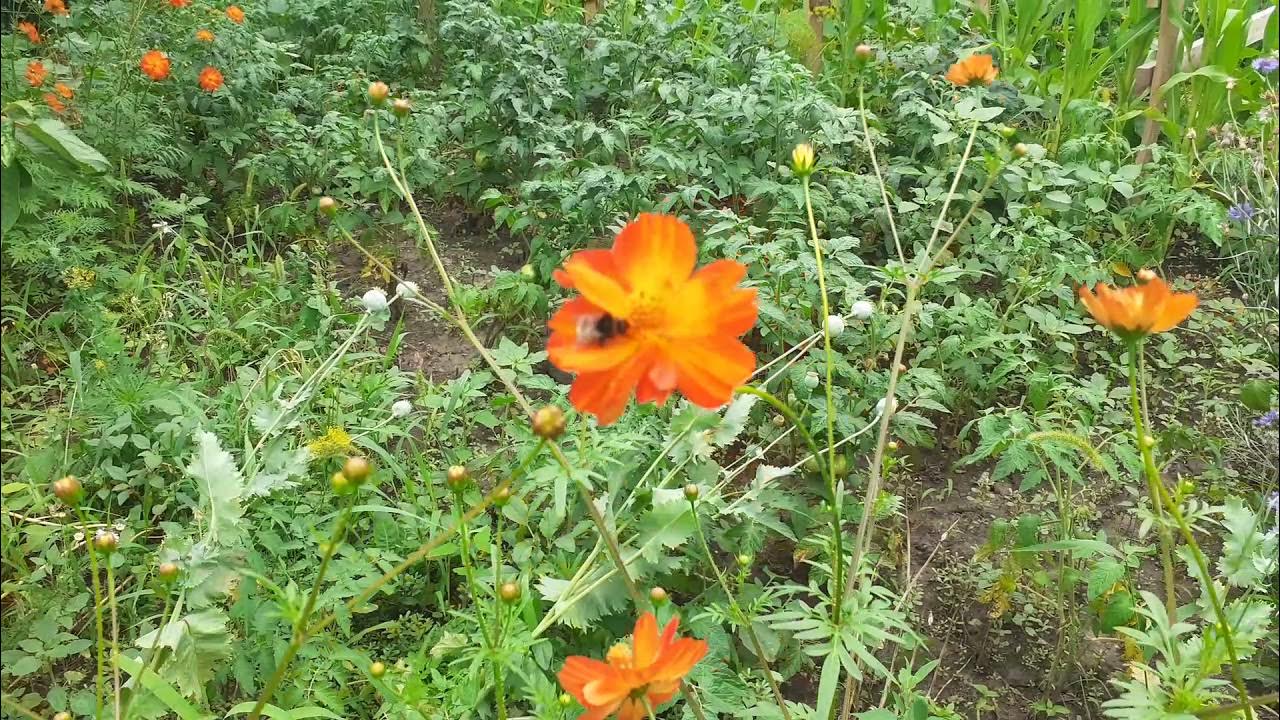 Космея серно желтая Лисичанск Украина - YouTube