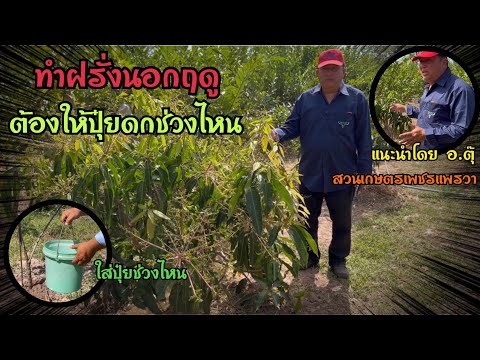 ฝรั่ง : การทำฝรั่งนอกฤดูและเหตุผลทำไมไม่ใช้น้ำบาดาลโดยตรง แนะนำโดย อ.ตุ๊ สวนเกษตรเพชรแพรวา