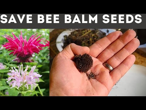 Video: Bergamot Seed Time - Thu thập hạt giống và giâm cành của Bee Balm