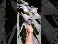 his lungs are stuck 😱#shortsviral  #nature
