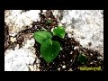 La flora de la penya el Xorro!! La flora de la penya el Xorro!!