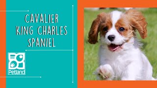 Cavalier King Charles Spaniel Fun Facts