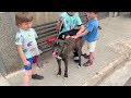 Floky ❤️ verträglicher junger Rüde