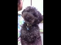 CORO、シャワシャワする?