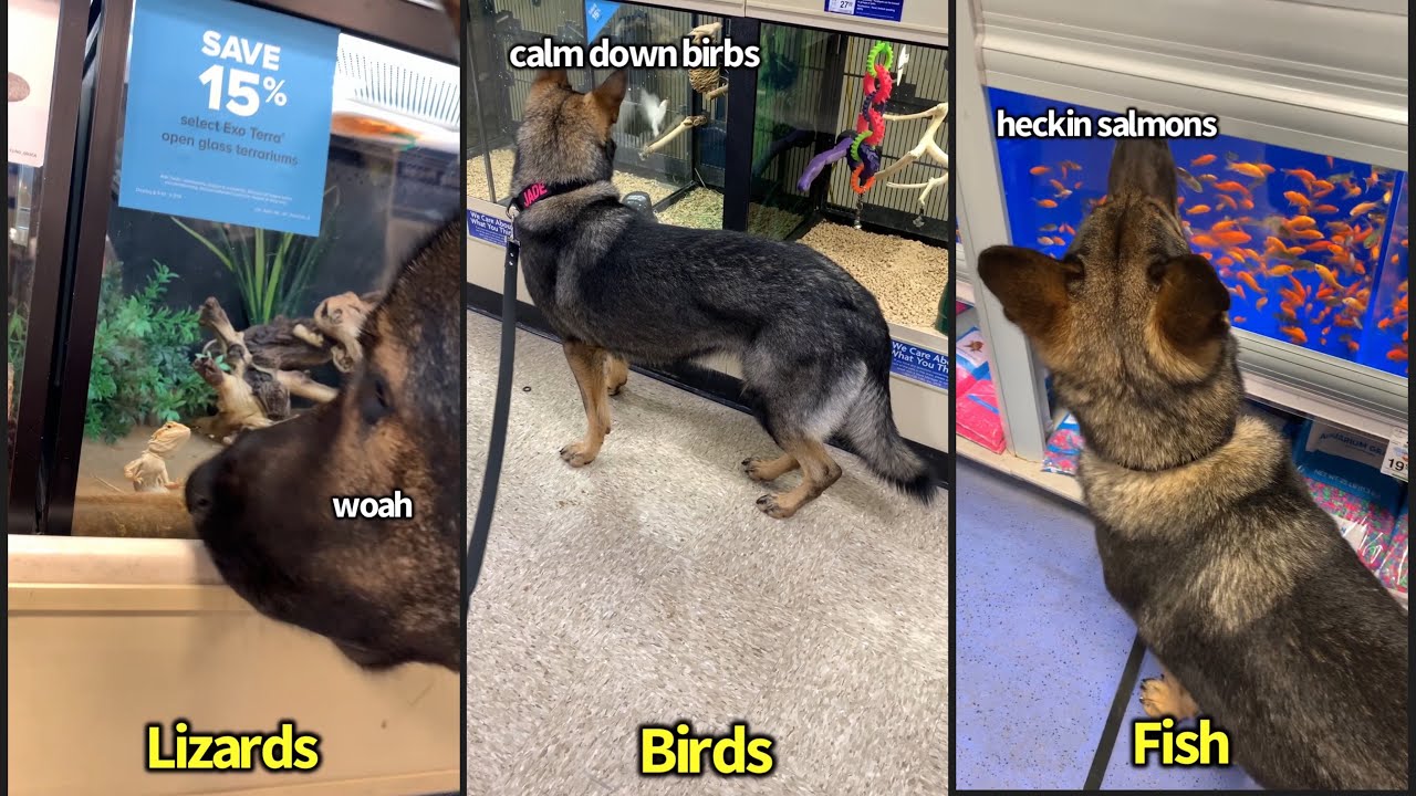 petco hours My Dogs Reaction To Other Animals At A Pet Store