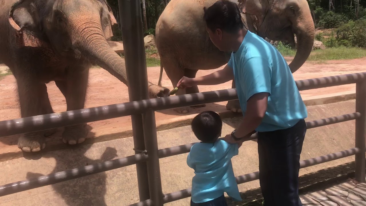 Feeding elephants YouTube