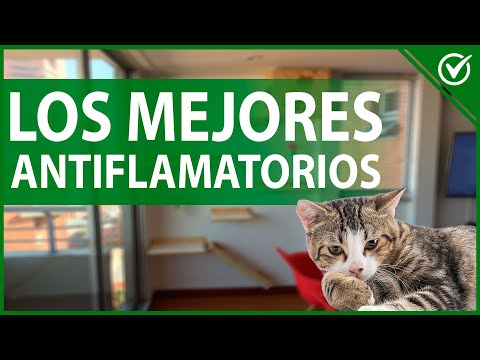 Video: 13 productos para mascotas increíblemente caros