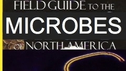 The Quest for a Field Guide to the Microbes - a talk by Jonathan Eisen