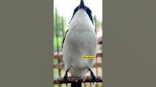 Suara Jinjing Batu #kicaumonster #jinjingbatu #burungmasteran