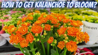 How to Get Kalanchoe to Bloom? | Common Problems With Kalanchoe! | Kalanchoe Care Tips