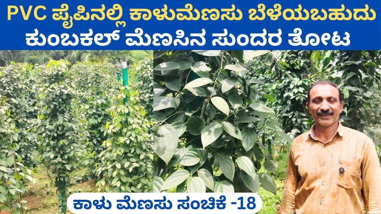  ಗೊಬ್ಬರ ಸೊಪ್ಪು ಪಯ್ಯನಿ  PVC ಪೈಪುಗಳಲ್ಲಿ ಕಾಳುಮೆಣಸು ಕೃಷಿ‼️ ಕರುಣಾಕರ ಅಕ್ರಿಕಟ್ಟೆ ಬೆಟ್ಟದ ಮೇಲಿನ ಸುಂದರ ತೋಟ