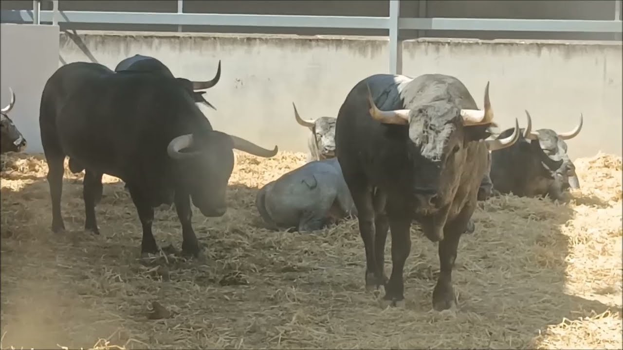 Ultimas ganaderias en los corrales del Gas para San Fermines 2025