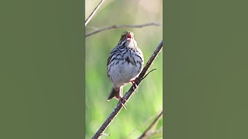 savannah sparrow bird song #shorts