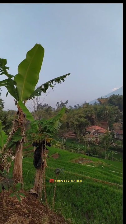 indahnya Alam Desaku di bawah Kaki Gunung cikuray Garut #lemburkuring #hajatan #kawinan #viral