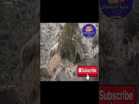 الحيوانات الذكيه