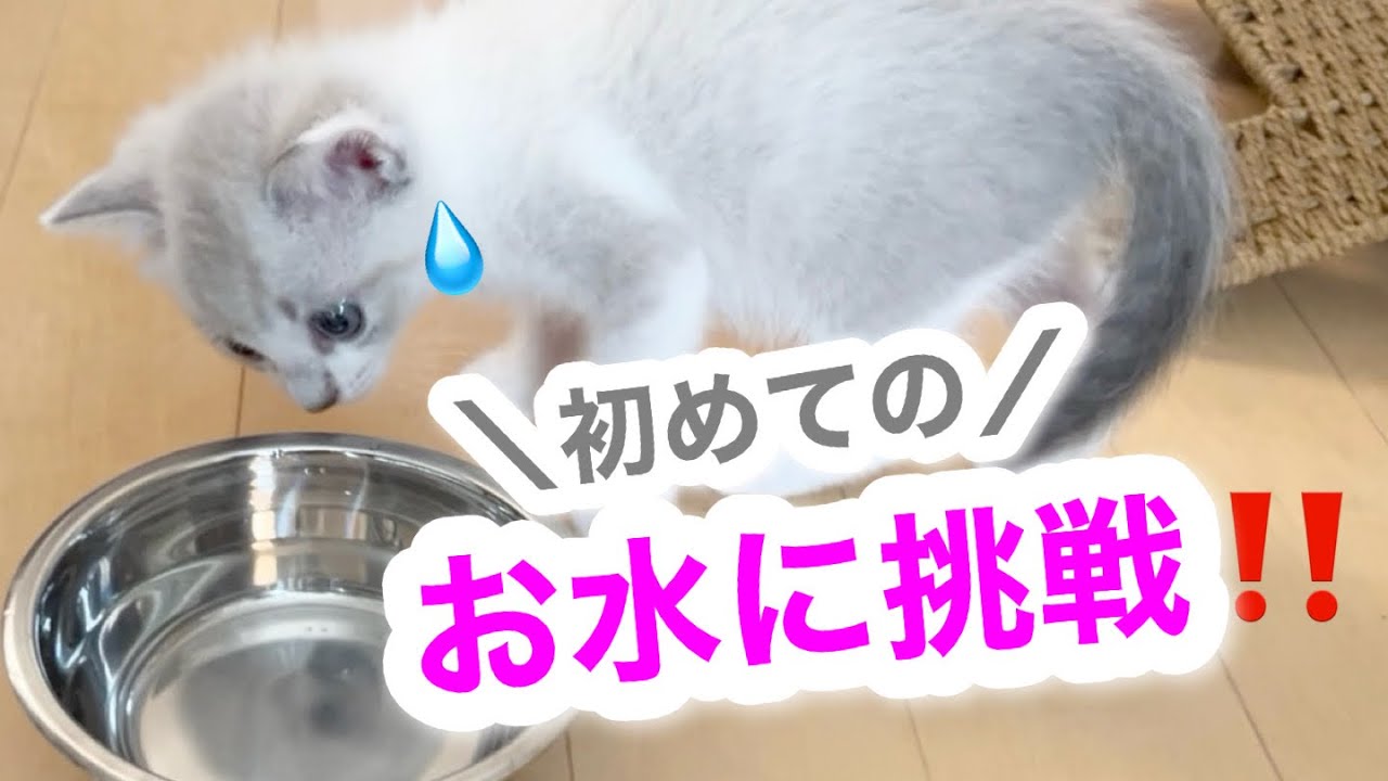 【保護猫26日目】初めてのお水に挑戦した子猫が可愛すぎた…夜は元気に大はしゃぎ🐱🤍