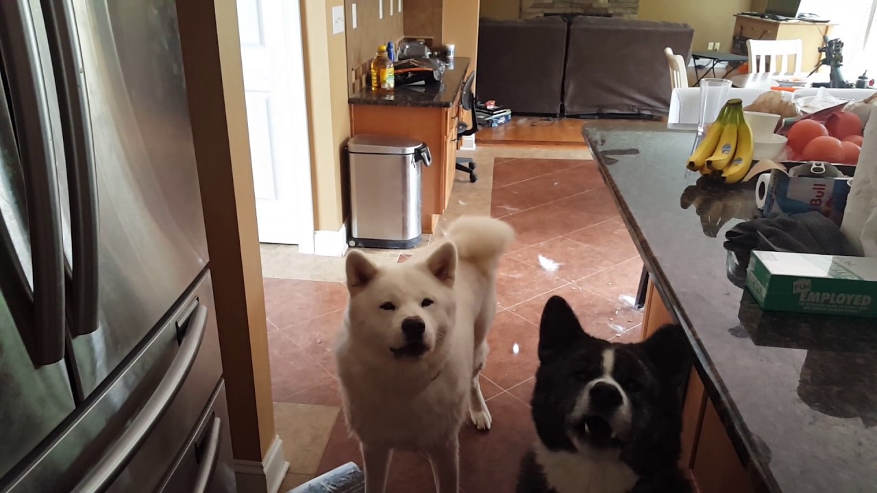 The ritual offering of the cheese. - Kumo and Tai will only be satisfied upon a morning offering to make up for the hours that we spend apart while sleeping. Kumo in particular is very vocal about 