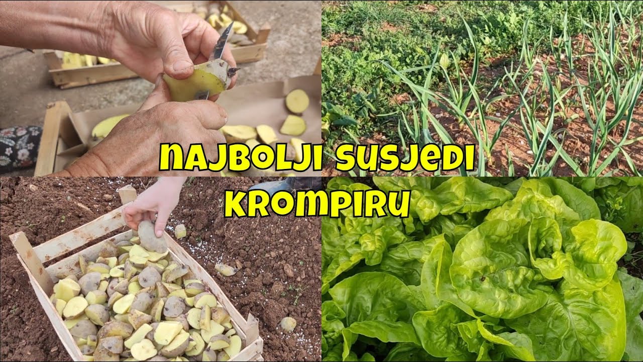 Krompir Raste Krompir raste bolje nego ikad uz ove kulture - YouTube