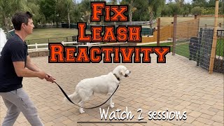 Watch two loose leash walking sessions and learn how to fix leash reactivity