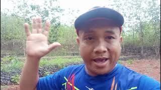 Petani tegalan dan ribuan monyet ekor panjang