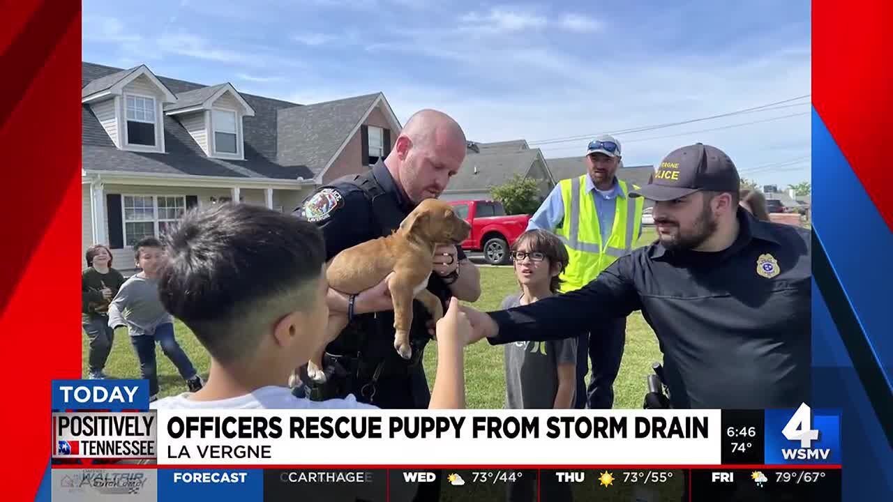 Officers rescue puppy from storm drain - YouTube