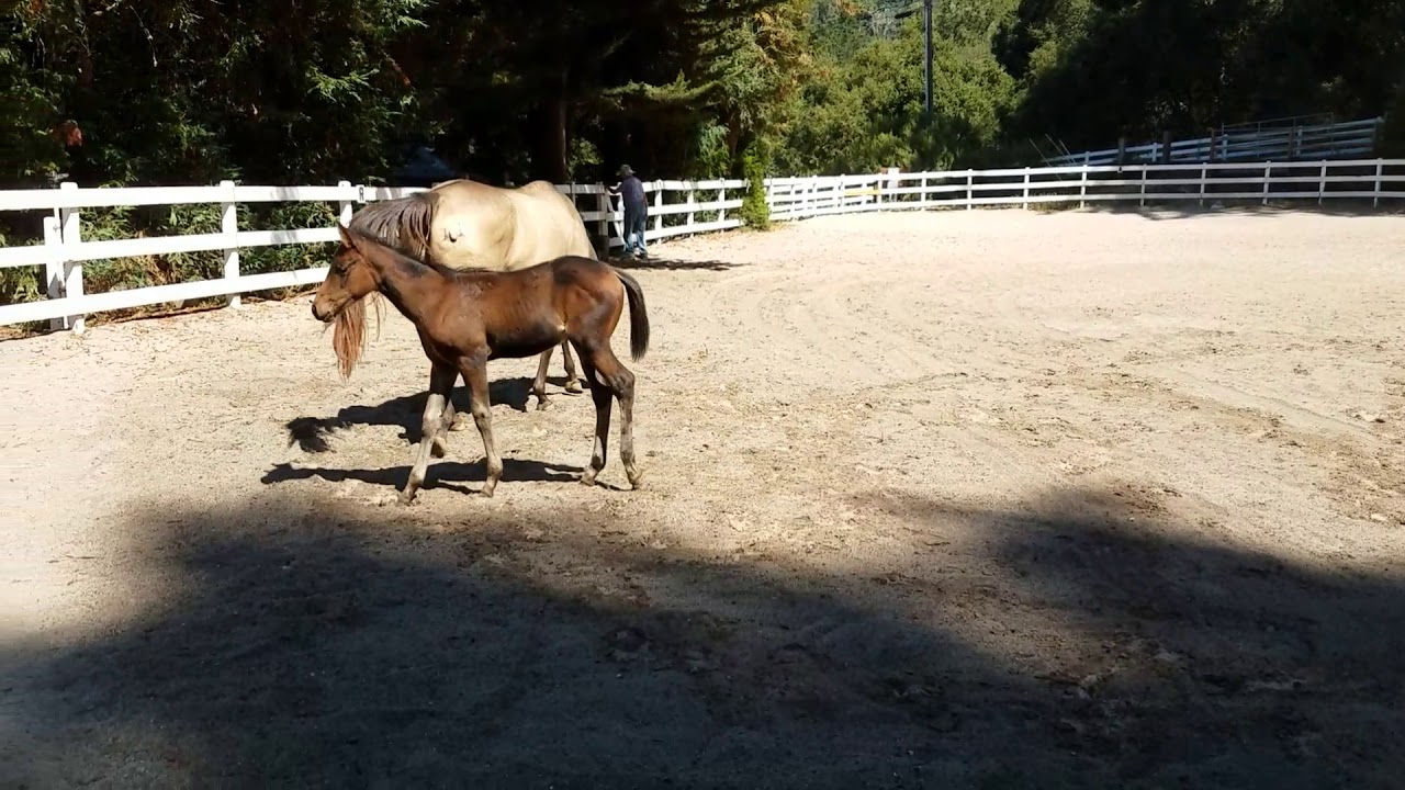 2019 year - How to Round Pen a Horse 2019 year