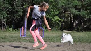 Немецкий шпиц Флоренс Немецкий шпиц Флоренс