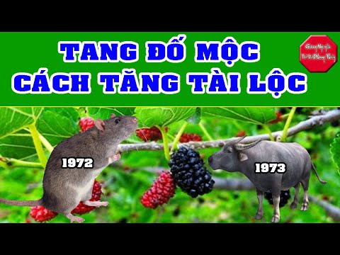 Video Mệnh Tang Đố Mộc 1972 - 1973 Cách Tăng Tài Tiến Lộc. - youtube