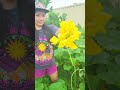 Garden to Kitchen: Pumpkin Flowers &amp; Tops