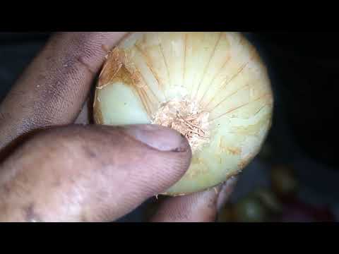 Vídeo: Cultivo de cebolas por cabeça: métodos