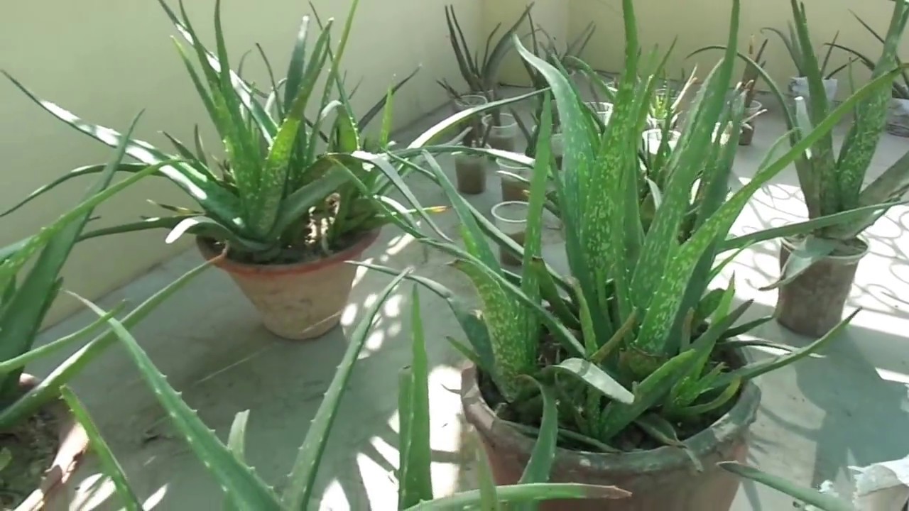How To Care Aloe Vera Leaves From Sunlight And Sunburn Aloe Vera
