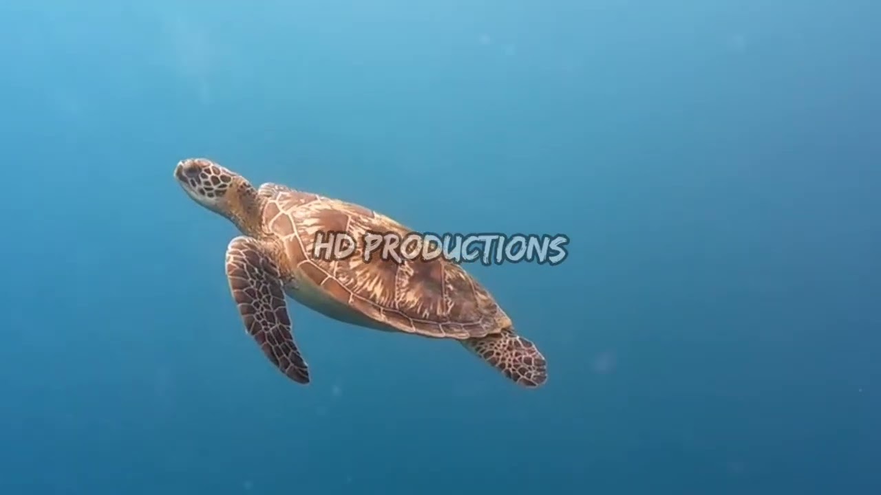 Красота коралловых рифов в морях Индонезии 4 #asmr #relaxing #beauty #coralreef #indonesia #sea