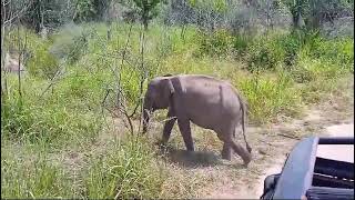 sri lankan elephant