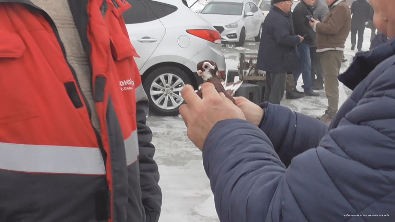 Ярмарка голубей Рязань  1 марта 2026 года фильм 2