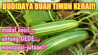 Buah kerai-cak mbilex mbilex (eps 1)
