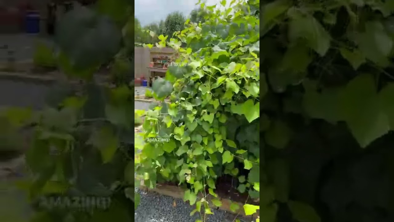 Growing Grapes at Southern Home and Farm