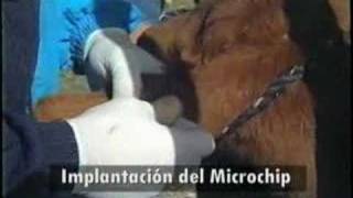 Identificacion RFID del Ganado Bovino por IDRF de Colombia